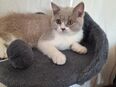 BKH Reinrassige Katze. in 59555