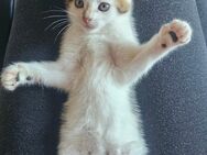 Hauskatze sucht neues Zuhause - Gelsenkirchen