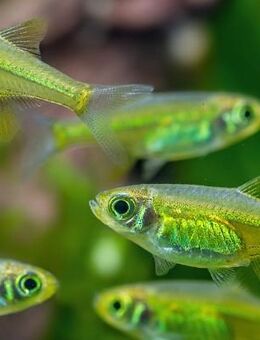 Neongrüner Zwergrasbora - Microdevario kubotai - Paderborn