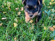 Liebevoller Mini Yorkshire Terrier Welpe Pepe sucht ein Zuhause - Hamburg