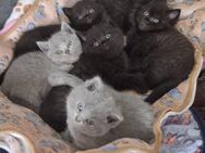 🐾 Britisch Kurzhaar Kitten – reinrassig, liebevoll aufgezogen 🐾 - Bremen
