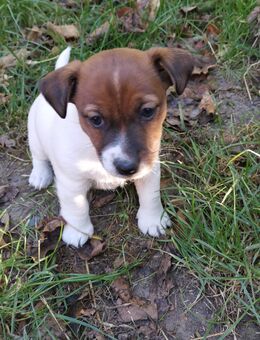 Welpe Jack russel Terrier reinrassig - Herford (Hansestadt)