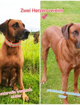 Wurfankündigung Rhodesian Ridgeback Abgabe voraussichtlich Mitte Dezember 2025 - Niestetal