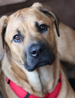 Junge Hundedame - Heidesheim (Rhein)