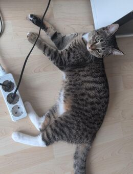 Katzen Hauskatzen - Dülmen