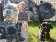 Reinrassige Französische Bulldoggen Welpen 1 Mädchen 3 Rüden suchen ihr Traumkörbchen..Die liebsten der Welt - Plößberg