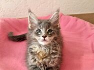 Maine coon Kitten zum Abgabebereit - Liebenau (Niedersachsen)