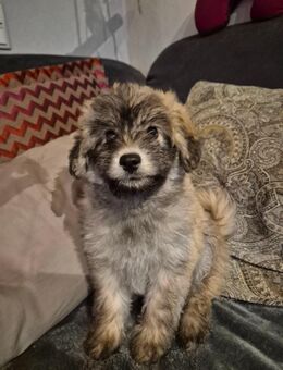 Pomskydoodle dürfen jetzt ausziehen - Görgeshausen