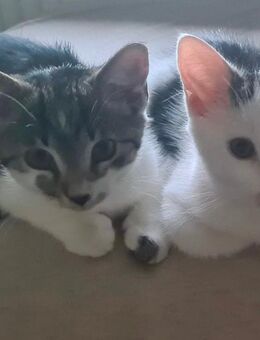 Babykatzen dürfen ausziehen - Barby (Elbe) Groß Rosenburg