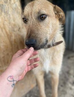 großer ODIN sucht großes Körbchen - München