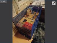 Hamsterkäfig mit Hamster - Kiefersfelden