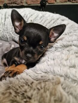 4 wunderschöne Chihuahua Welpen - Heinsberg Zentrum