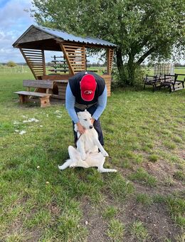 Unser Milo ca 1,5 Jahr,sucht eine tolle Familie nachdem sein Frauchen ihn aus gesundheitlichen Gründen abgeben musste. - Hohe Börde