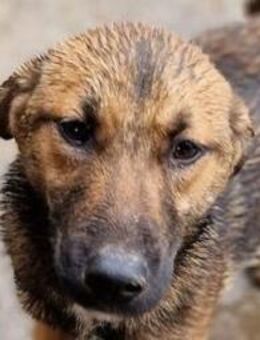 Mariola - lieb, noch etwas unsicher 46cm - Rösrath