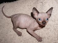 Reinrassiger Cannadische Sphynx Kitte mit Stammbaum - Dortmund