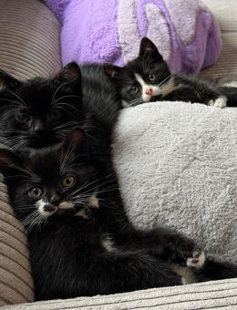 BKH Mix Kitten suchen liebevolles Zuhause - Celle