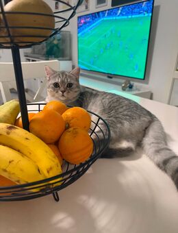 Zwei wunderschöne BKH Tabby Geschwister - Wuppertal