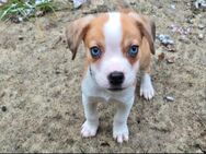 Abgabebereit! Französische Bulldogge x Mini Australian Shepherd Welpen