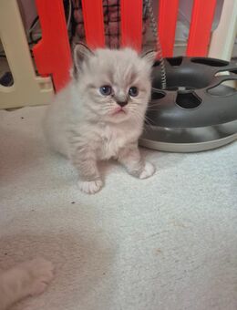 Himalaya Heilige Birma Kitten - Berlin Reinickendorf