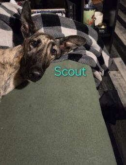 Scout fröhlich+vorsichtig 12/23 DE - Ruppertsecken