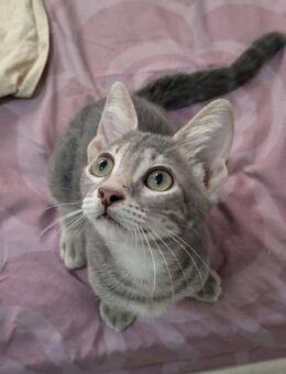 Asya - das Flaschenkind - Kirchheim (München)