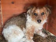 Kleiner Junghund STRUPPI sucht Familie - Neuberg