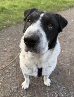 Bandit, ein Seelenhund - Köln