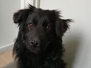 🌸 Neugierige Lotus sucht dich! 🌸 - Eislingen (Fils)