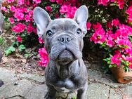 Welpe Französische Bulldogge Rüde Blue - Bonn Endenich