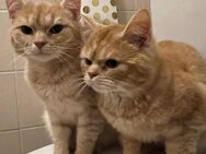 Britisch kurzhaar Katzengeschwister in liebevolle Hände abzugeben! - Kassel Wesertor