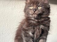 Reinrassige Maine Coon Kitten - Bad Pyrmont