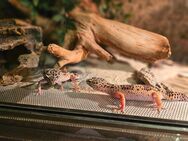 Leopardgeckos - Aerzen