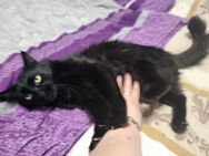 Kater Hubi aus dem Tierschutz - Bonn