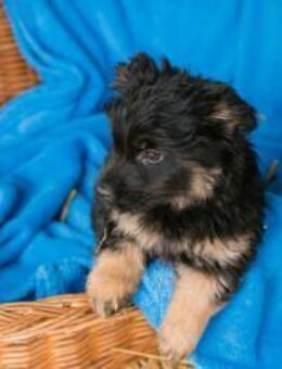 257619 - schau wie diese Beine flitzen - Overath