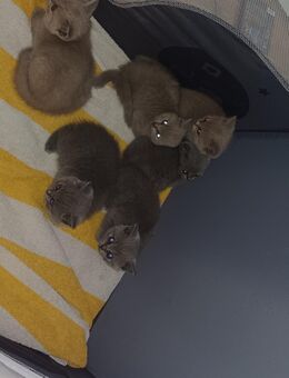BKH-Kitten - Nörten-Hardenberg