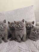 Reinrassige British Kurzhaar Kätzchen (ohne Stammbaum) – abzugeben ab 10.12.2025 🐾 in 72202