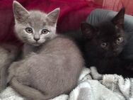 BKH Persermix Kitten - Stedesdorf
