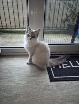 Süßer Kater sucht ein Liebevolles Zuhause :) - Itzehoe