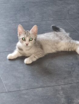 Bkh kitten abgabenereit - Brühl (Nordrhein-Westfalen)