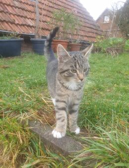 Kater Katzenkind - Stadtlauringen