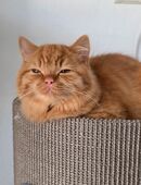 Katerchen mit Stambaum in 90443