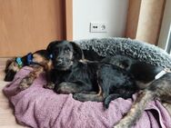 LONO ❤️ ein Riesen Schatz, Kevelaer - Kissing