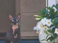 Sphynx Katze - Schwegenheim