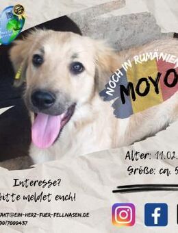 Moyo ist schon ein Jungspunt - Waakirchen