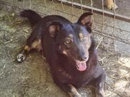 Coca, jung, 40 cm klein - sucht Dich! - Gevelsberg