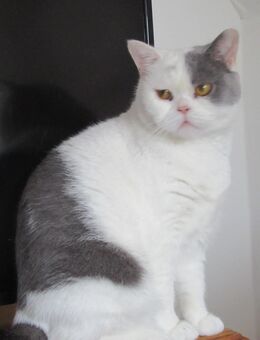 Kater 12 Monate - München