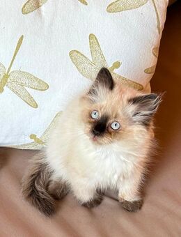 Neva Masquarade Kitten Katzenbaby Kätzchen Katze Flaumie - Querfurt