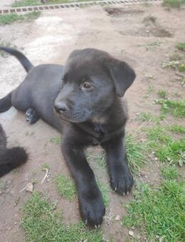 CHIO - wie riecht denn eine Familie? - Overath