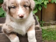 Australien Shepherd Mischlingswelpen - Lengerich (Nordrhein-Westfalen)