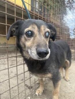 Bobika - wartet seit 11 Jahren - Köln